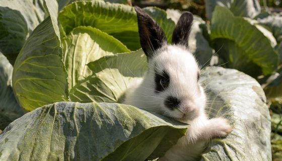 Кролі породи Метелик: опис, фото