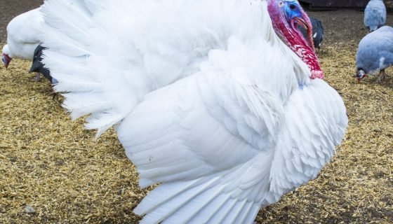 Метронідазол для індичат для профілактики: інструкція