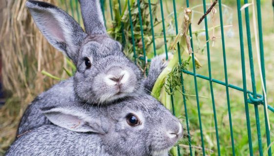 Кролики Полтавське Срібло: опис, характеристика