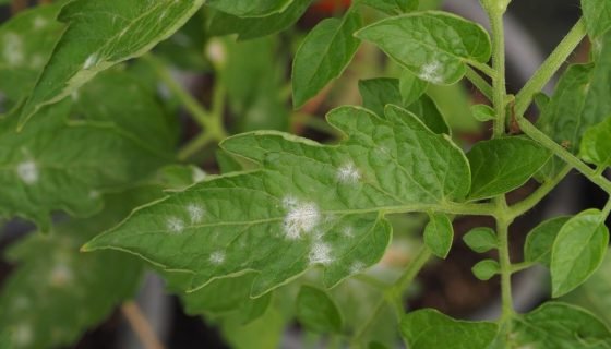 Білі плями на листках розсади помідор