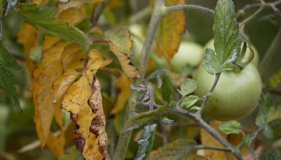 Чому жовтіє листя у розсади помідор: що робити