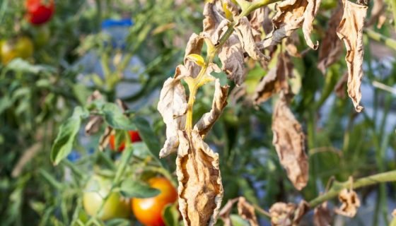 Чому жовтіє листя у розсади помідор: що робити
