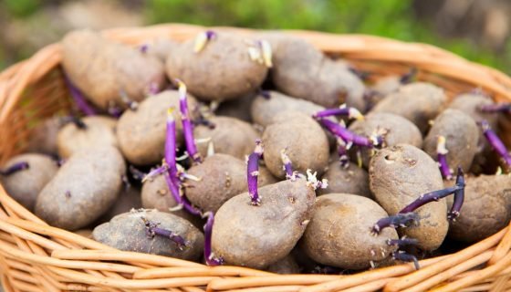 Пророщування картоплі перед посадкою: терміни