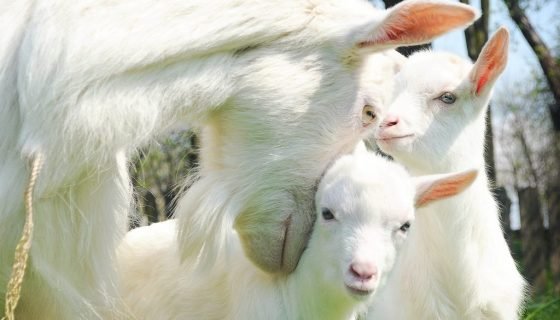 У кози після окоту немає молока: причини