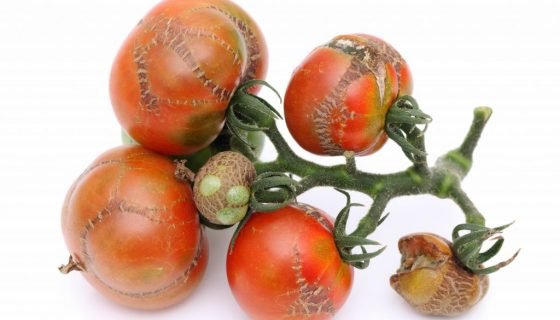 Хвороби томатів: опис і лікування