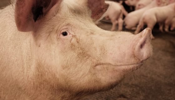 Свиноматка: як тримати, годувати, догляд