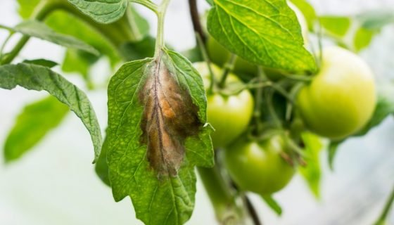 Жовті плями на листках помідорів: причини, що робити