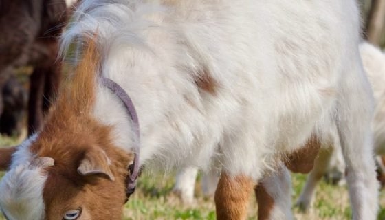 Чому кози падають в непритомність при переляку