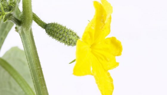 Цвітіння огірка: жіночий і чоловічий тип