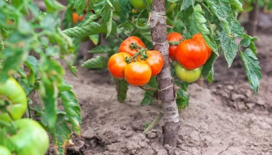 Проблеми з помідорами: що робити, як лікувати
