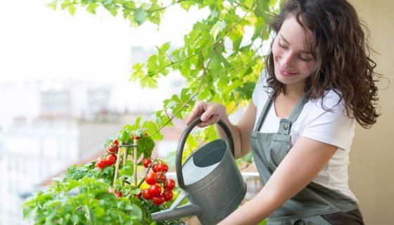 Чим підживити розсаду томатів в домашніх умовах: внесення добрив