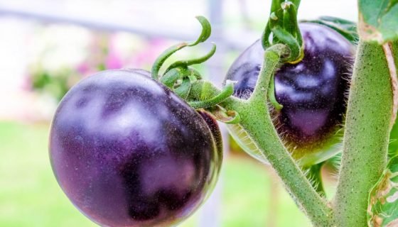 Фіолетові помідори: опис сортів
