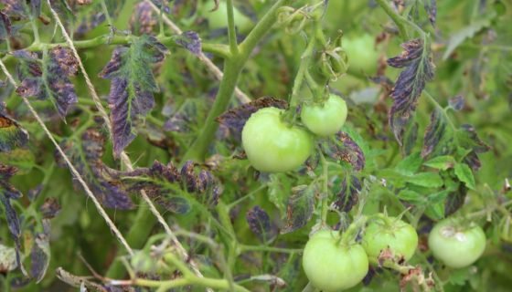 Чому у помідорів фіолетові листя: причини