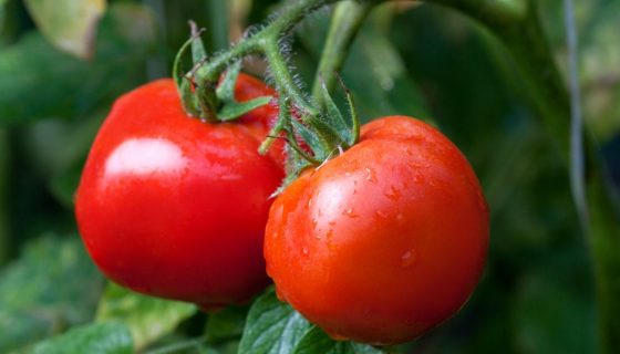 Сорти томатів для Підмосковя для відкритого грунту та теплиці