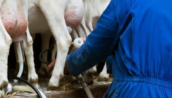 Доїльні апарати для кіз: можна зробити своїми руками