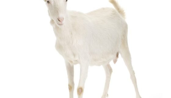 Зааненські кози: опис породи, продуктивність, фото