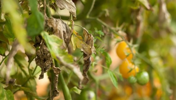 Лікування розсади томатів від хвороб