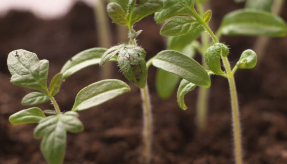 Розсада помідорів для теплиці: коли садити і висаджувати