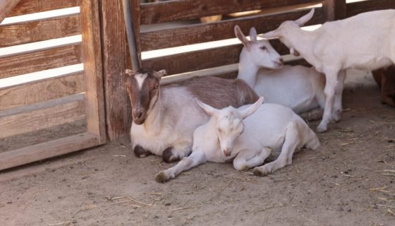 Зааненські кози: опис породи, продуктивність, фото