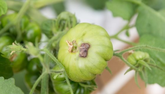Вершинна гниль томатів: як лікувати і боротися