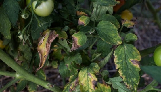 Жовті плями на листках помідорів: причини, що робити