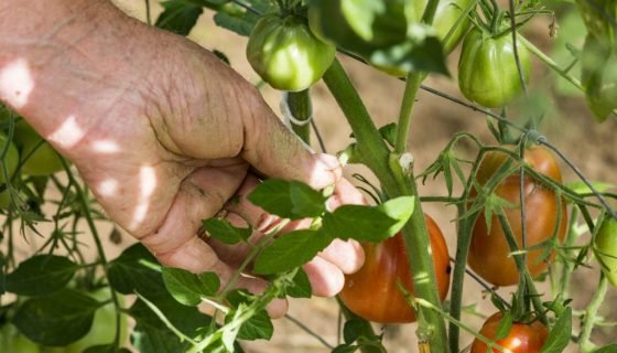 Як пасинкувати помідори у відкритому грунті: відео
