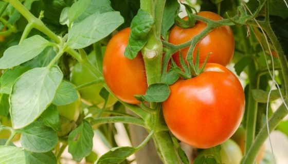 Сибірські сорти томатів: Сибіряк, Малахіт, Сибірячка, Пірует і інші