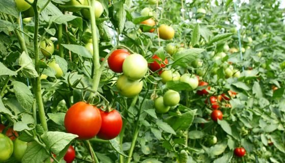 Формування томатів у теплицях і відкритому грунті: кущ і стебло