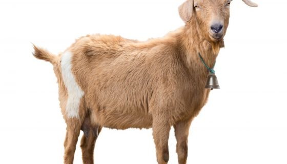 У кози після окоту немає молока: причини