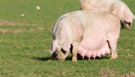 Свиноматка: як тримати, годувати, догляд