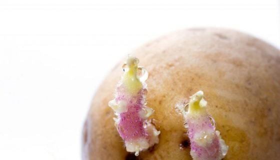 Яровизация картоплі перед посадкою: терміни