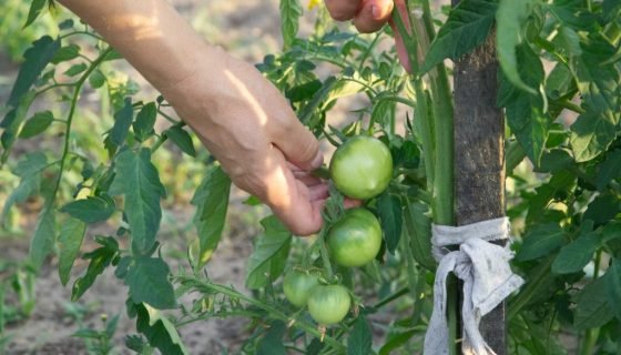 Як правильно пасинкувати помідори в теплиці покроково
