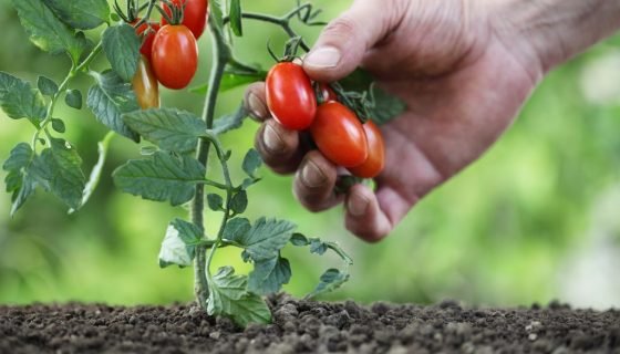 Низькорослі томати для відкритого ґрунту без пасинкування