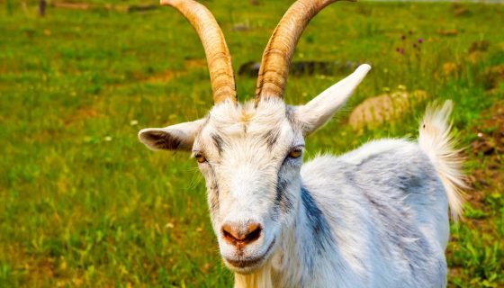 Пронос у кози: причини, способи лікування