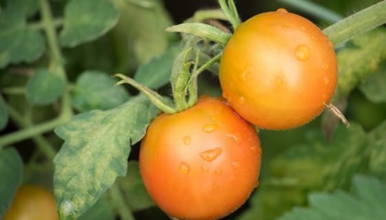 Лікування розсади томатів від хвороб