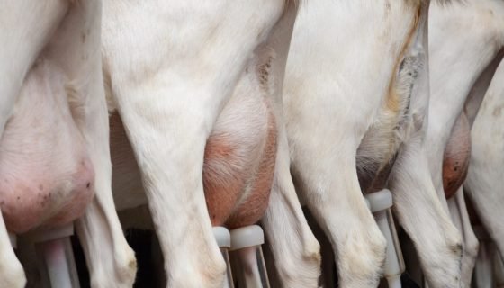 Мастит у кози: причини, лікування в домашніх умовах