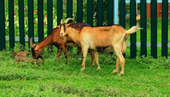 Набряк вимені у кози: причини
