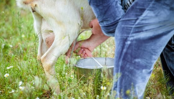 Як доїти козу перед окотом і після нього