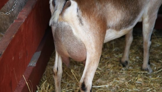 Набряк вимені у кози: причини