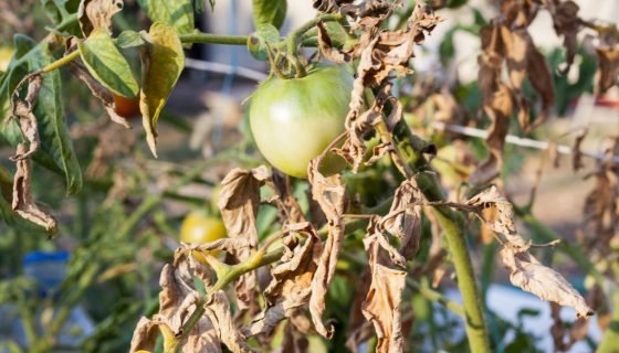 Сохнуть листя у розсади помідорів: чому, що робити