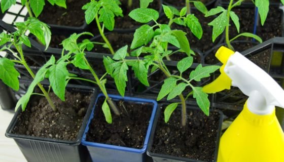 Чим підживити розсаду томатів в домашніх умовах: внесення добрив
