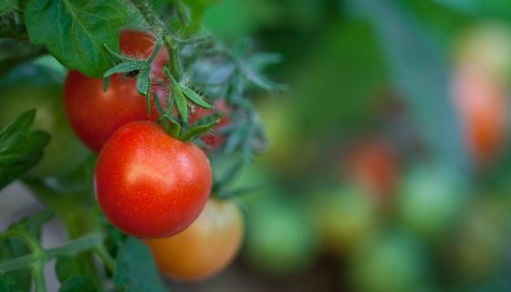 Сорти томатів для Підмосковя для відкритого грунту та теплиці