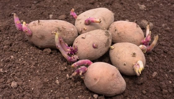 Пророщування картоплі перед посадкою: терміни