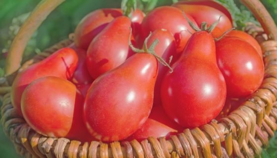 Японські сорти томатів: опис, характеристика