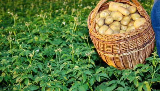 Посадка картоплі в Підмосковї: терміни
