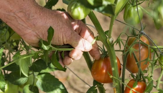 Формування томатів у теплицях і відкритому грунті: кущ і стебло