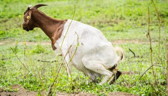 У кози не відходить послід: що робити