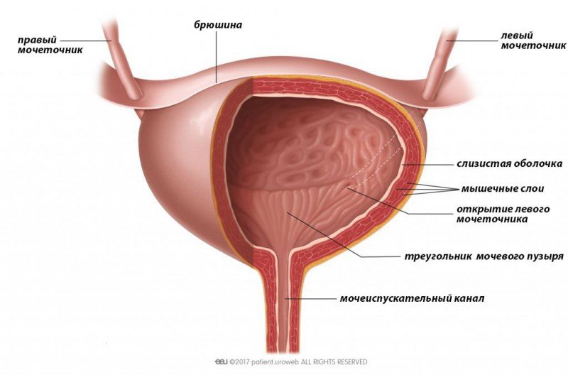 Цистографія сечового міхура: показання та проведення