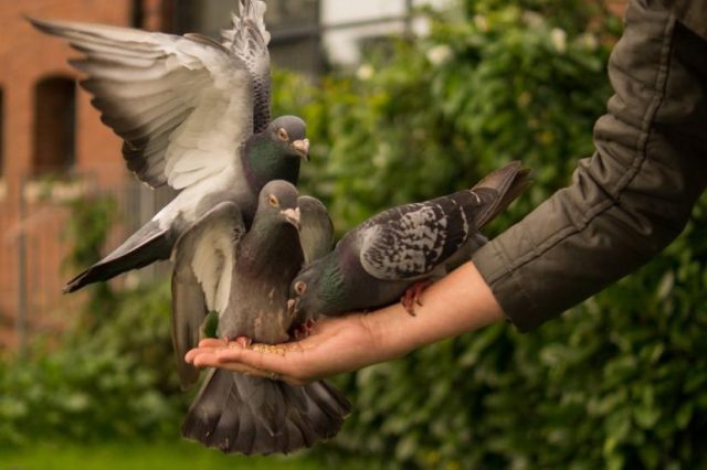 Чим годувати голубів: у домашніх умовах, вуличних, що не можна давати