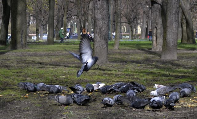 Чим годувати голубів: у домашніх умовах, вуличних, що не можна давати